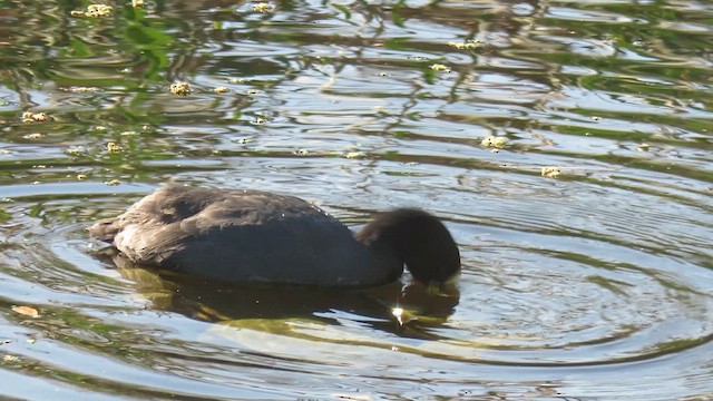 Red-gartered Coot - ML621590128