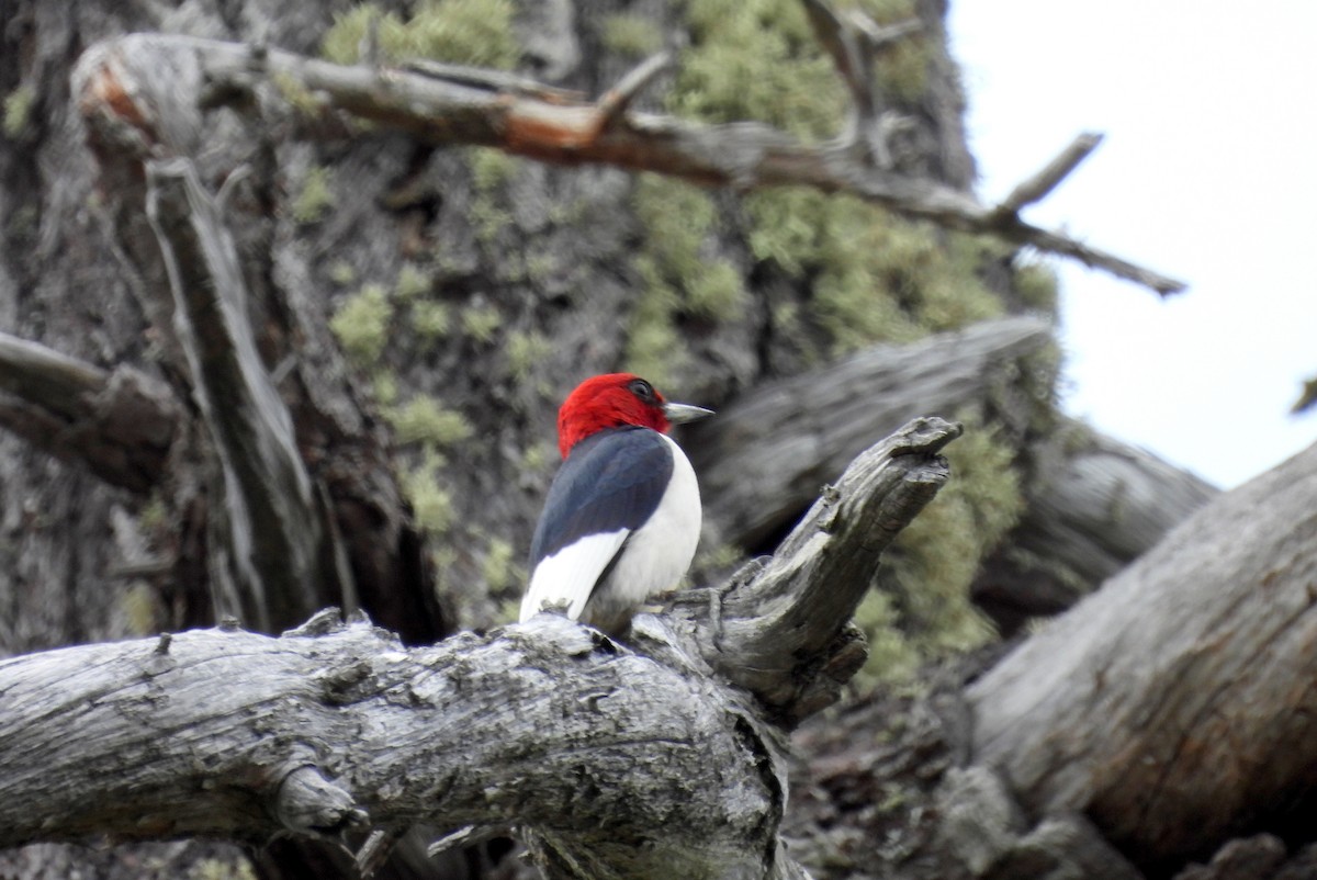 Red-headed Woodpecker - ML621590135