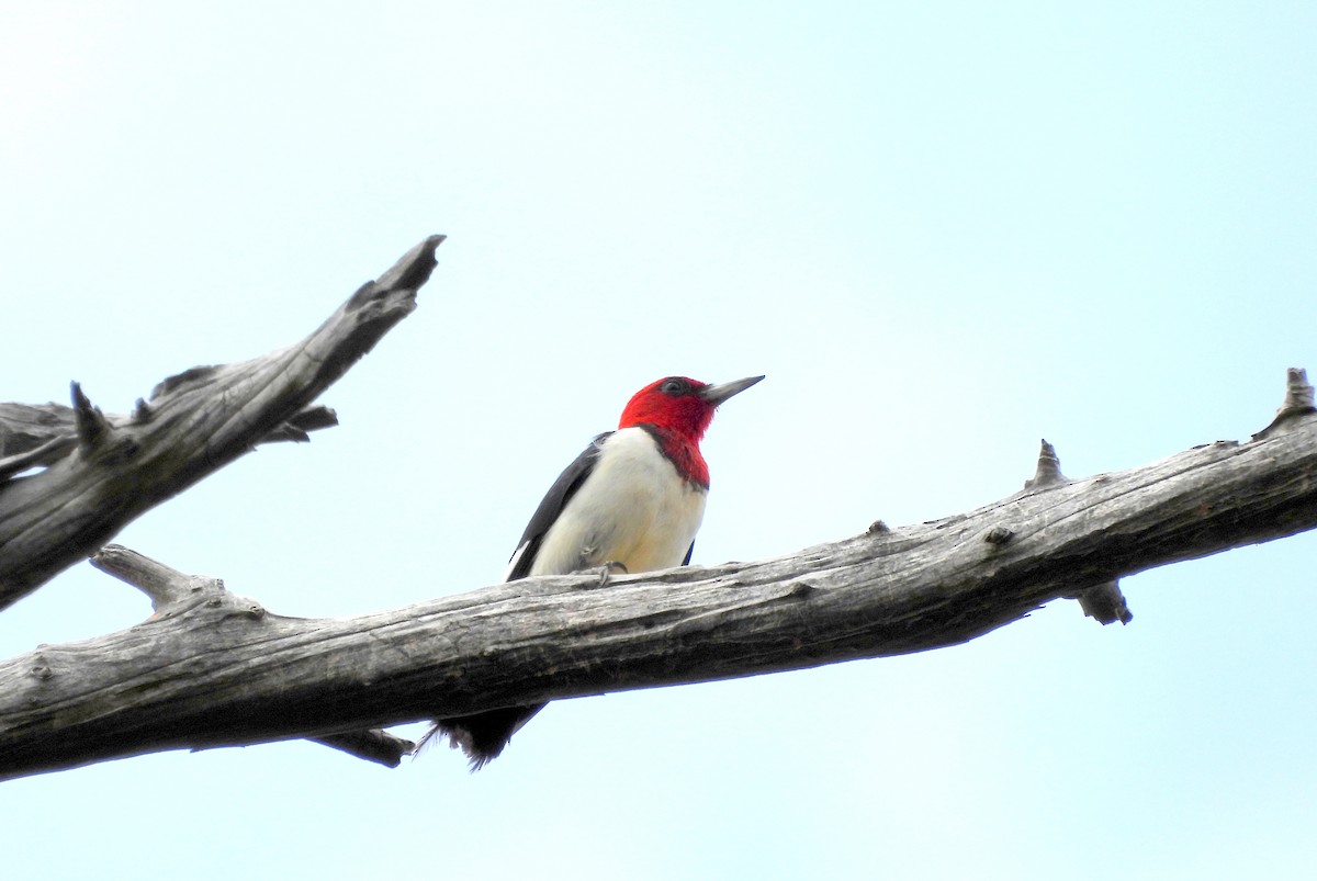 Red-headed Woodpecker - ML621590142