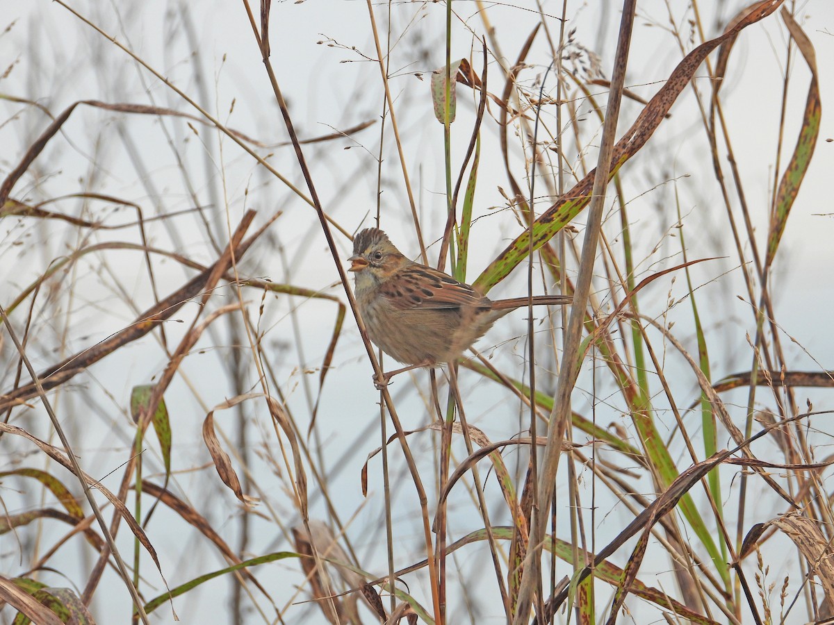 Swamp Sparrow - ML621590175