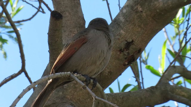 Tordo Músico - ML621590176