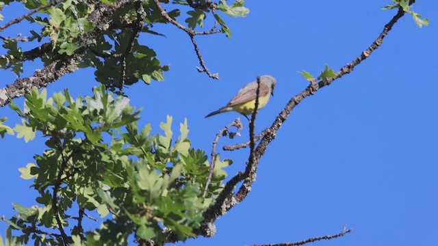 Western Kingbird - ML621590219