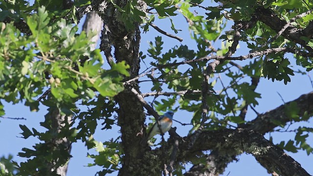 Lazuli Bunting - ML621590238