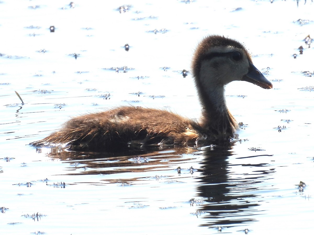 Wood Duck - ML621590239