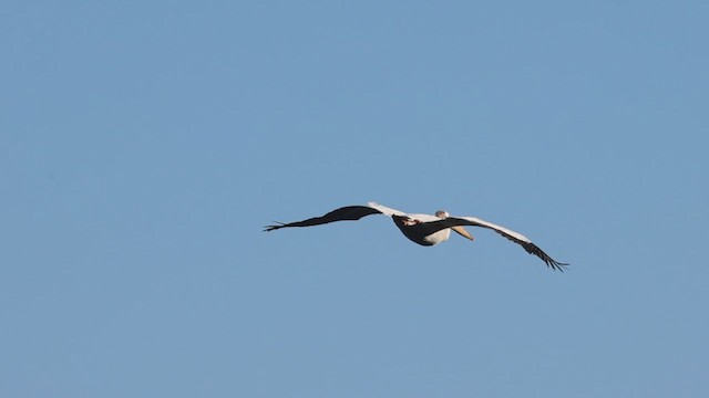 pelikán severoamerický - ML621590262