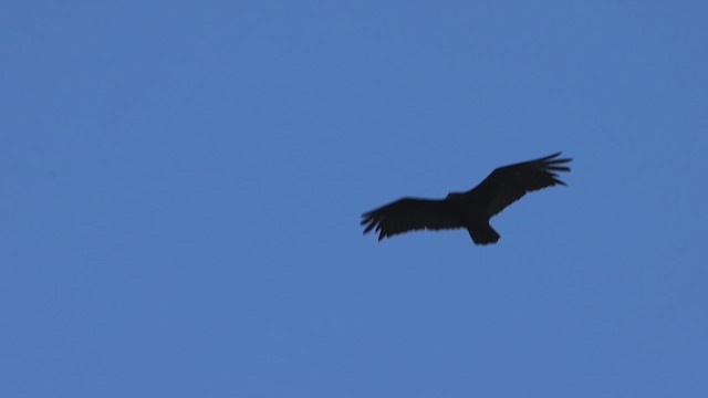Turkey Vulture - ML621590263