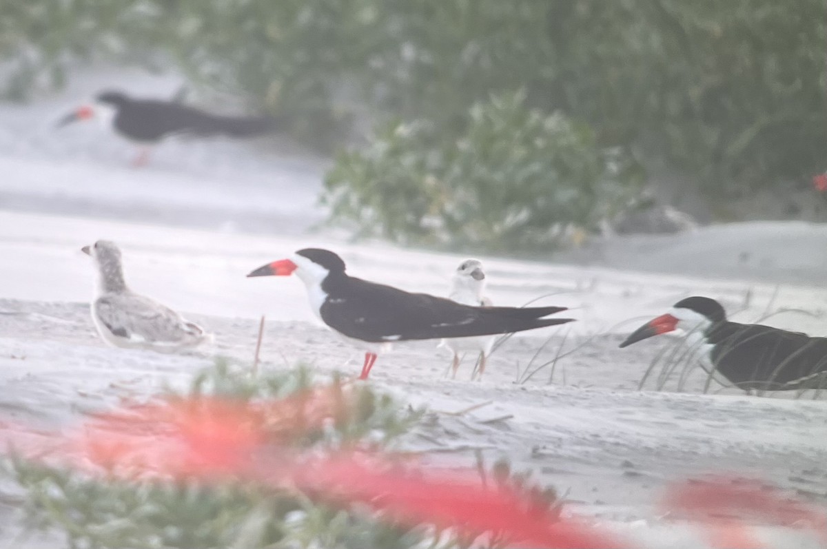 Black Skimmer - ML621590272