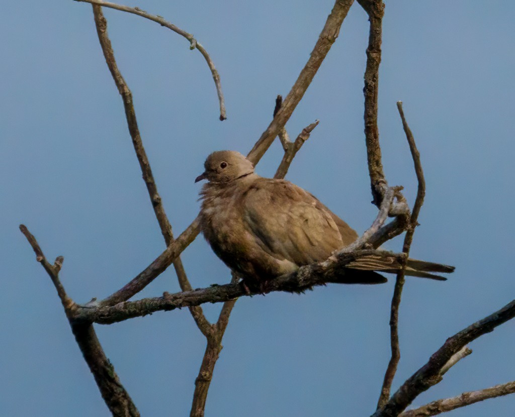Eurasian Collared-Dove - ML621590302