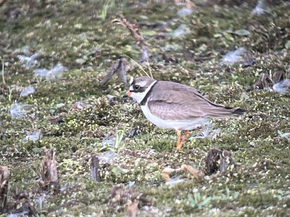 Semipalmated Plover - ML621590312