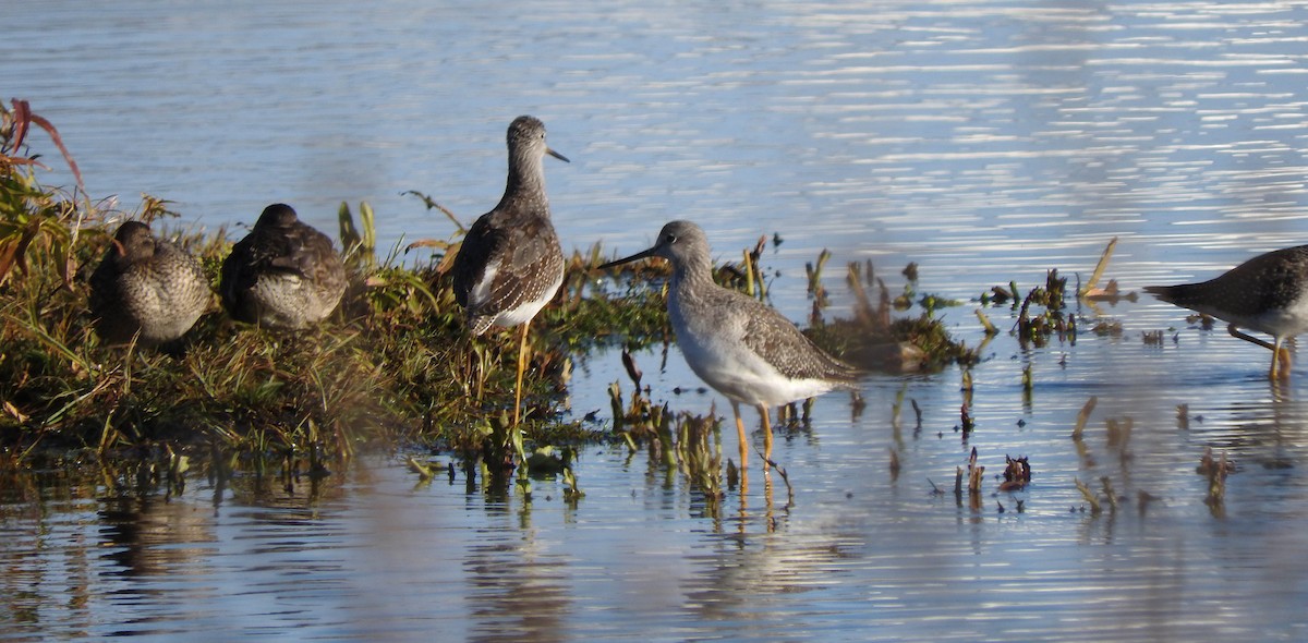 Greater Yellowlegs - ML621590333