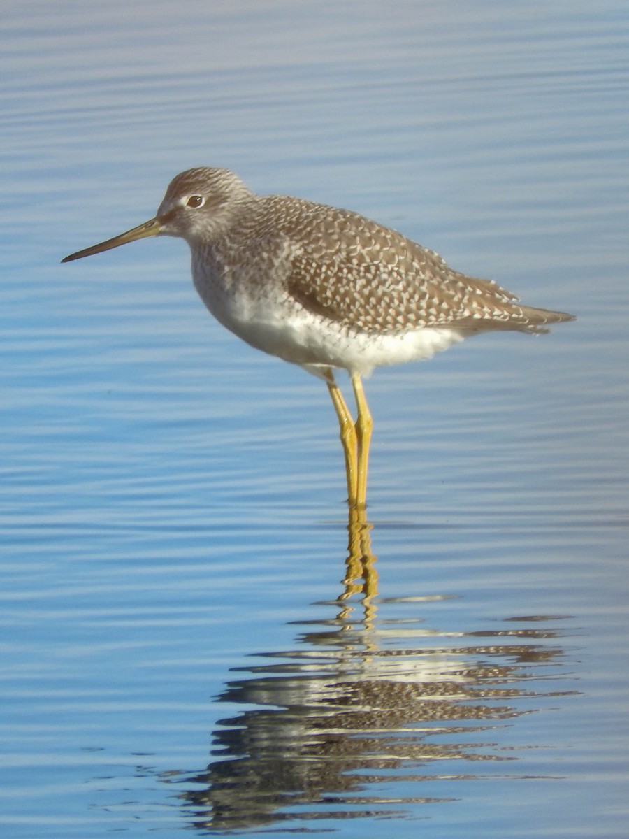 Greater Yellowlegs - ML621590337