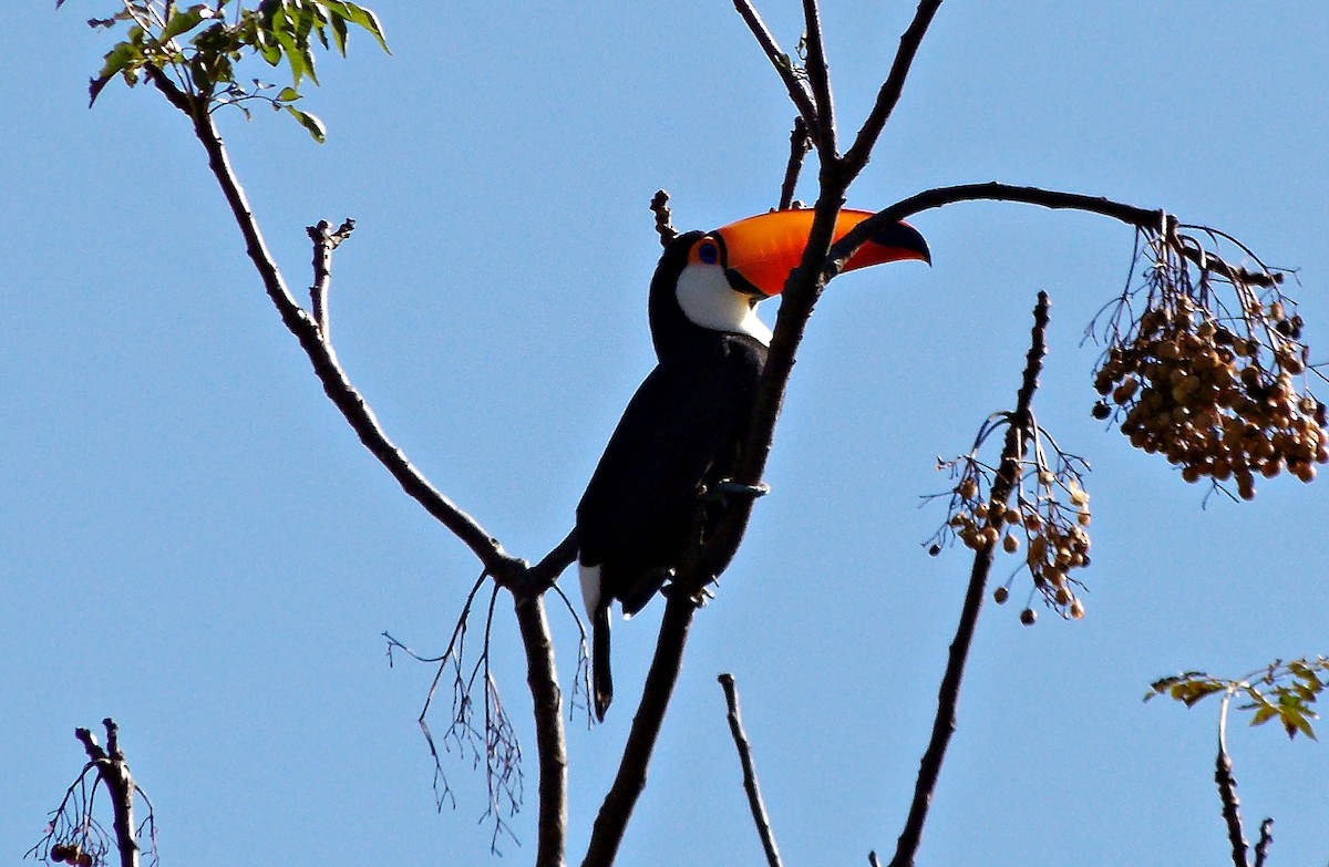 Toco Toucan - Arnaldo Silva