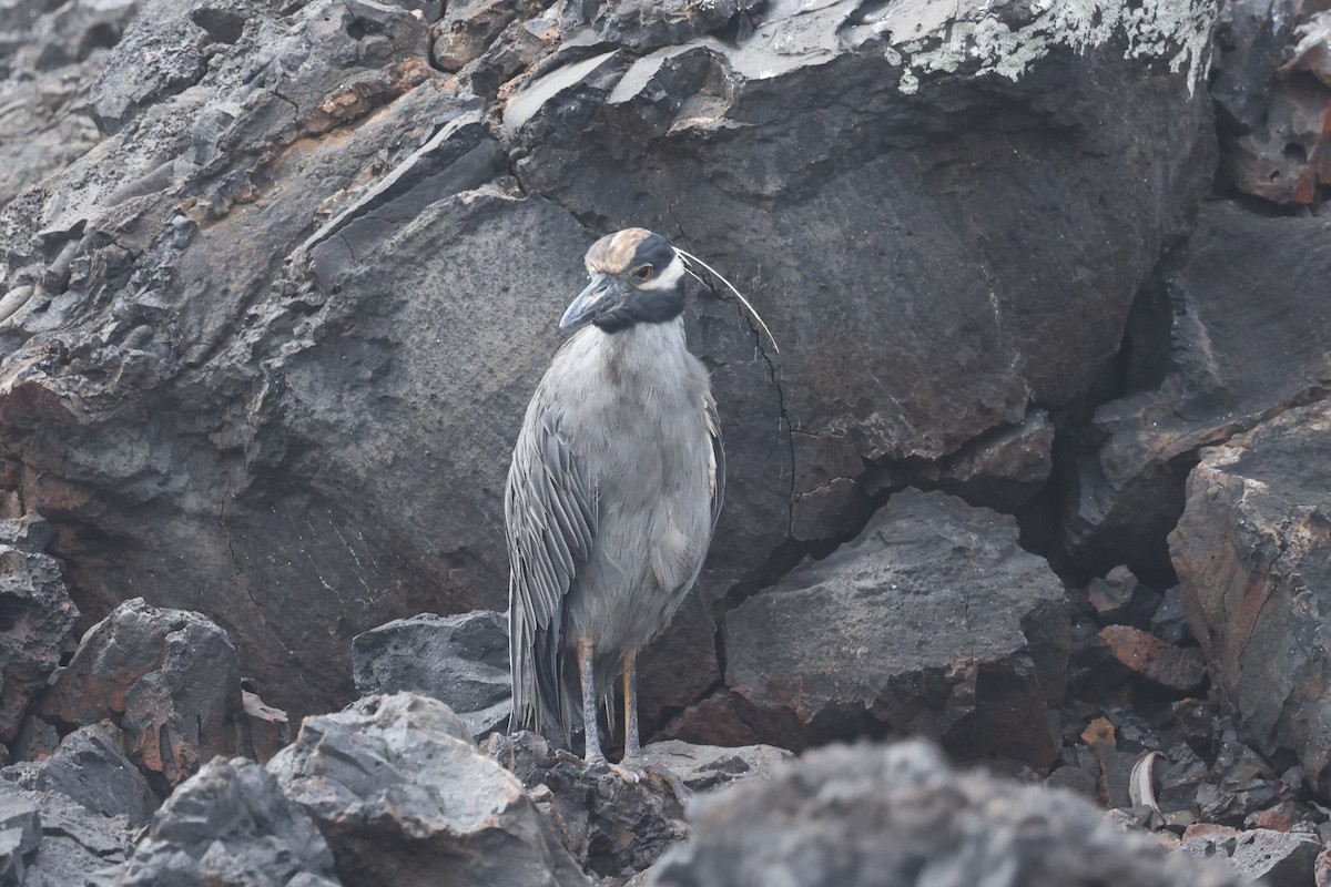 Yellow-crowned Night Heron (Galapagos) - ML621590378