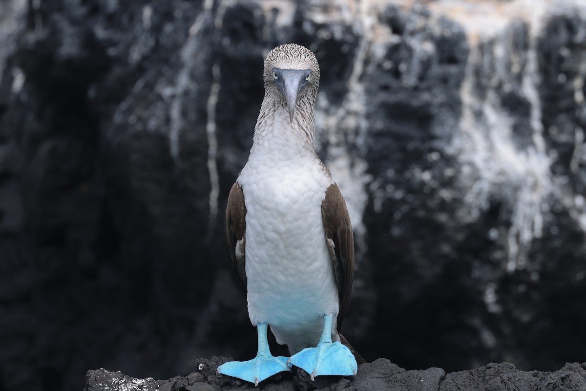 Blue-footed Booby - ML621590399