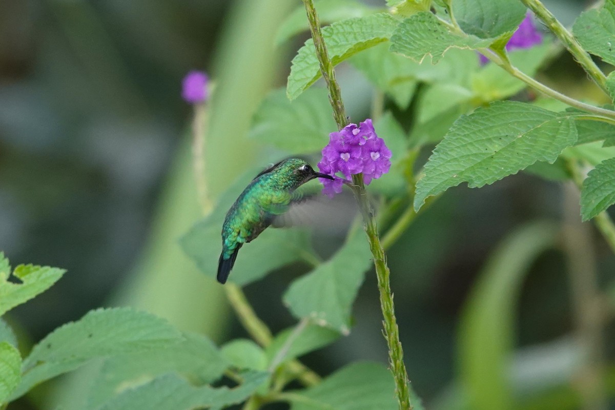 Blue-tailed Emerald - ML621590400