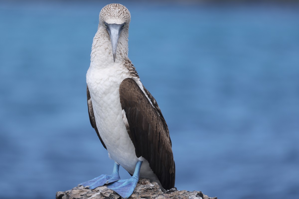 Blue-footed Booby - ML621590401