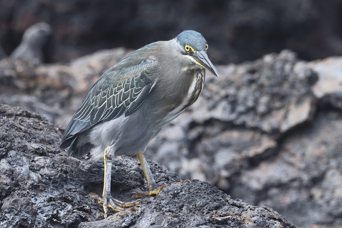 Striated Heron (Galapagos) - ML621590446