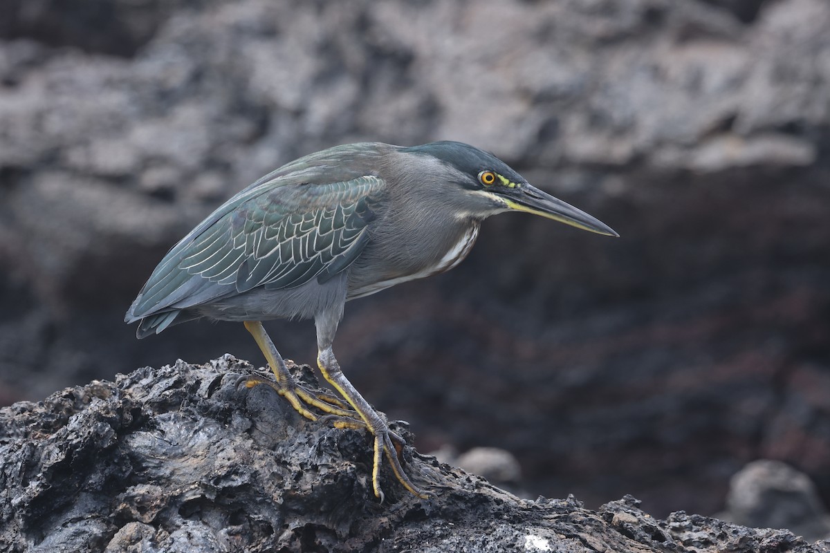 Striated Heron (Galapagos) - ML621590447