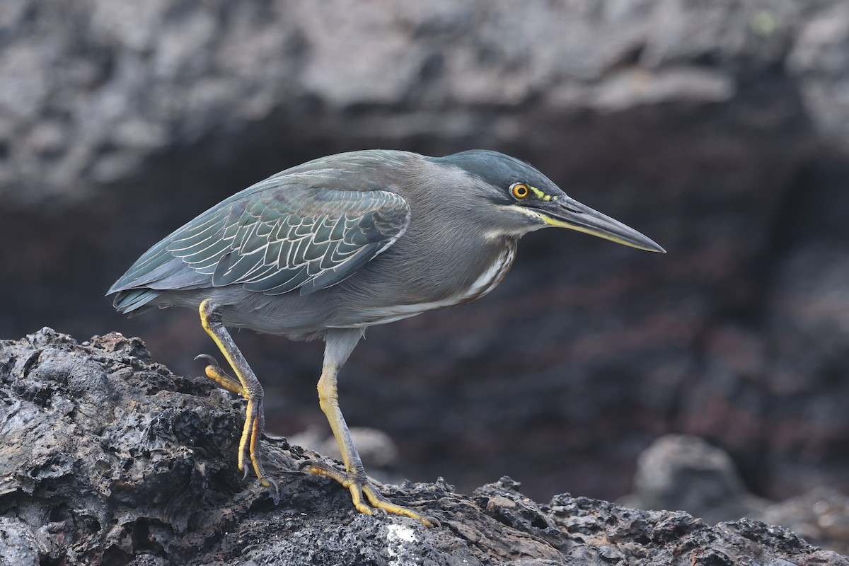 Striated Heron (Galapagos) - ML621590448