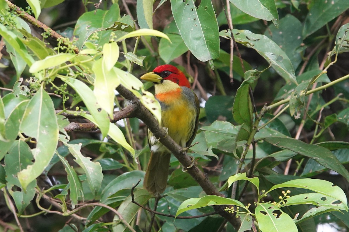 Scarlet-hooded Barbet - Toby Holmes