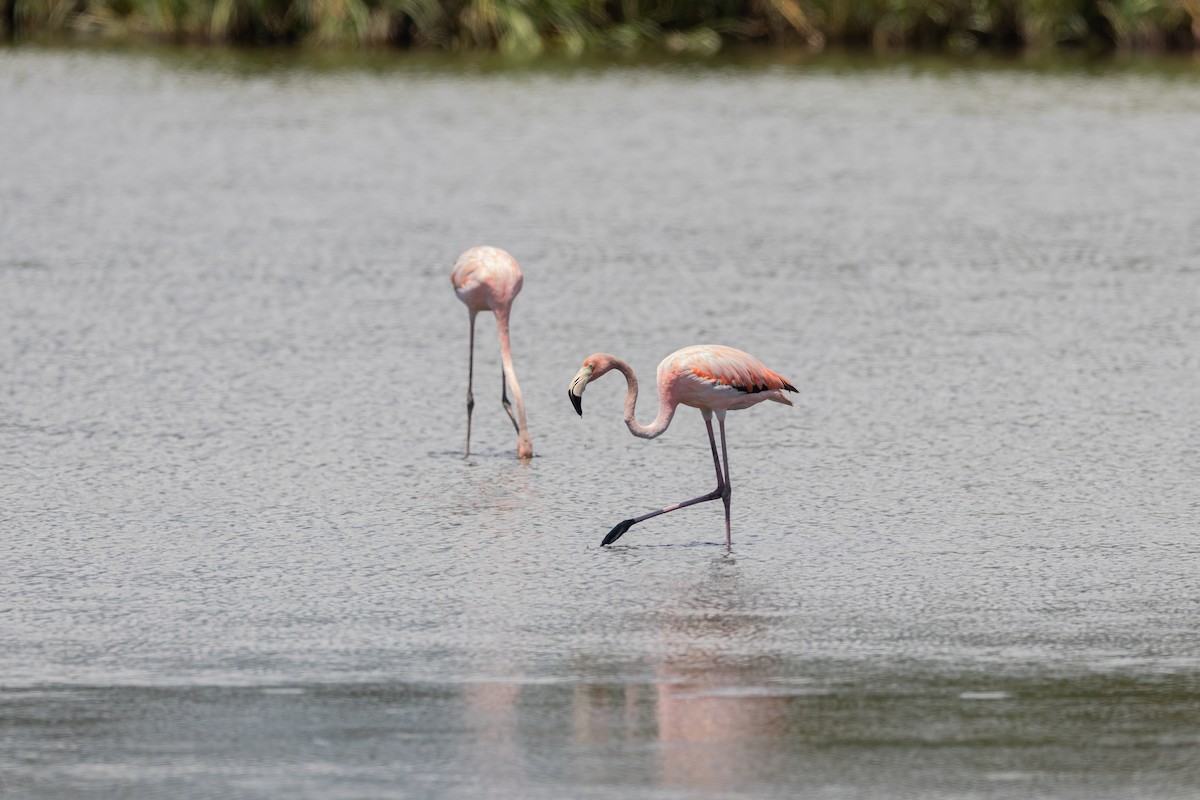 Flamant des Caraïbes - ML621590540