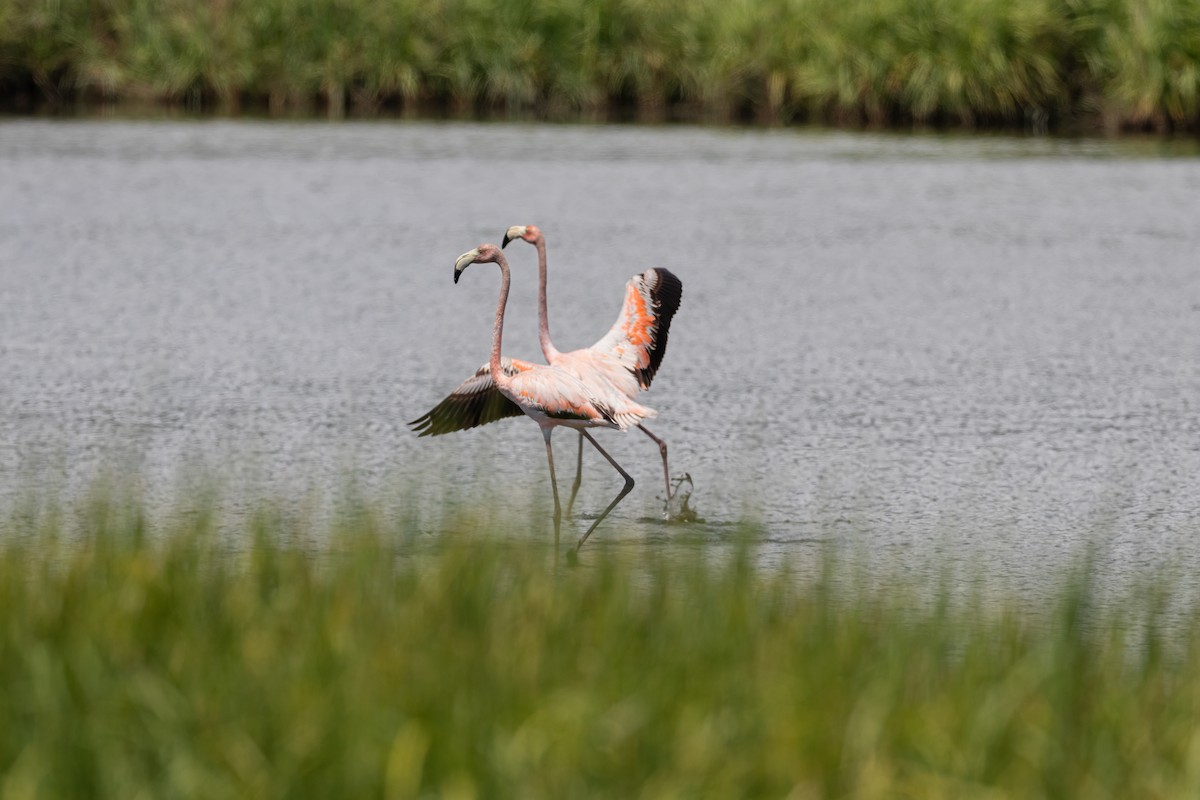 Flamant des Caraïbes - ML621590541