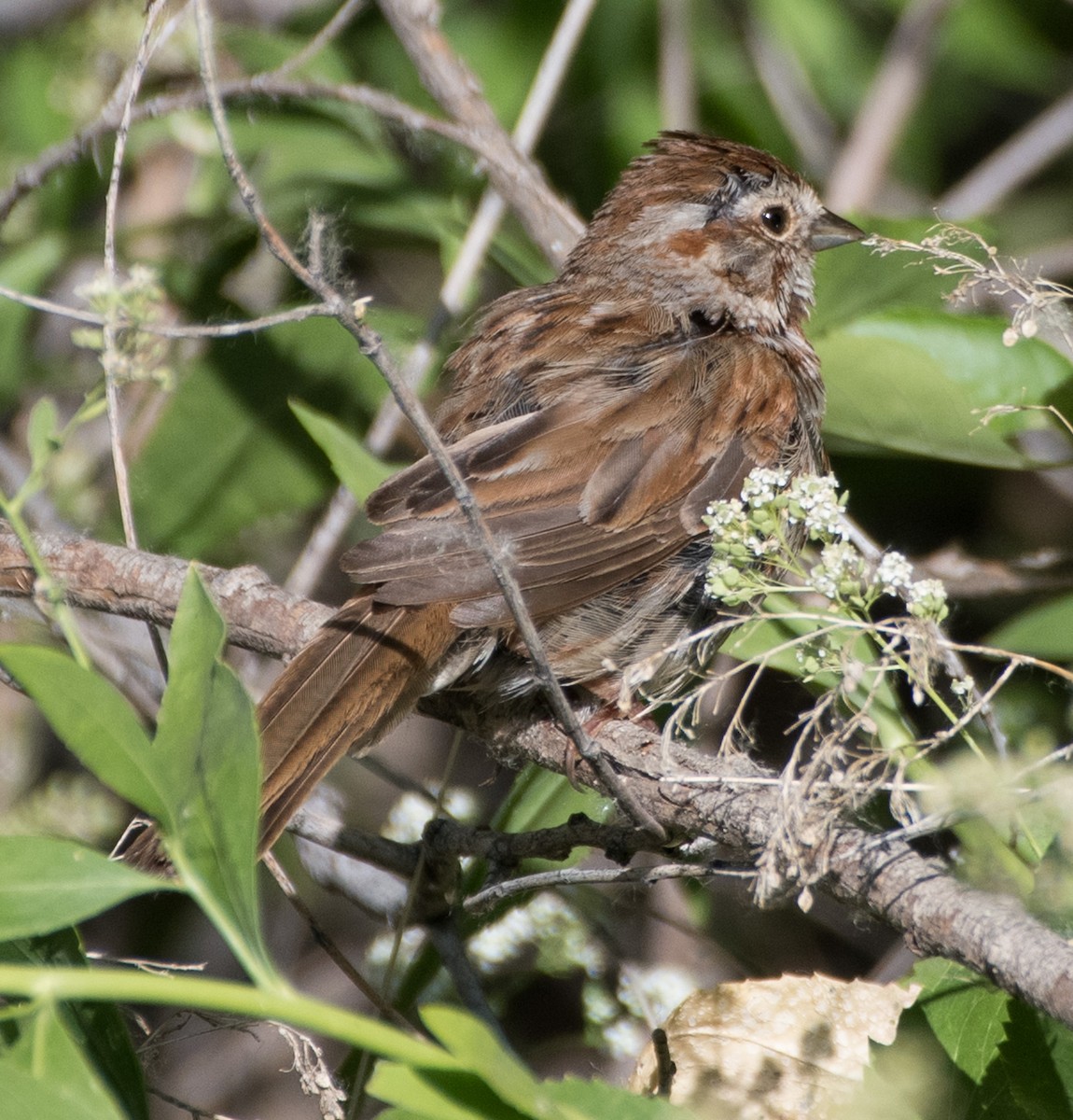 Chipping Sparrow - ML621590565