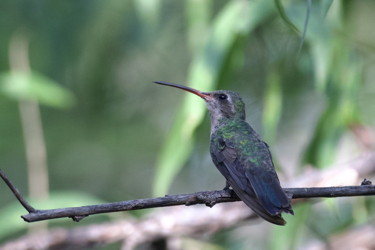 Broad-billed Hummingbird - ML621590583
