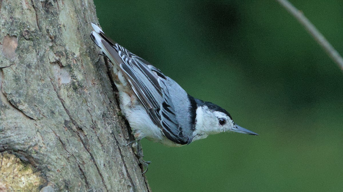 White-breasted Nuthatch - ML621590649