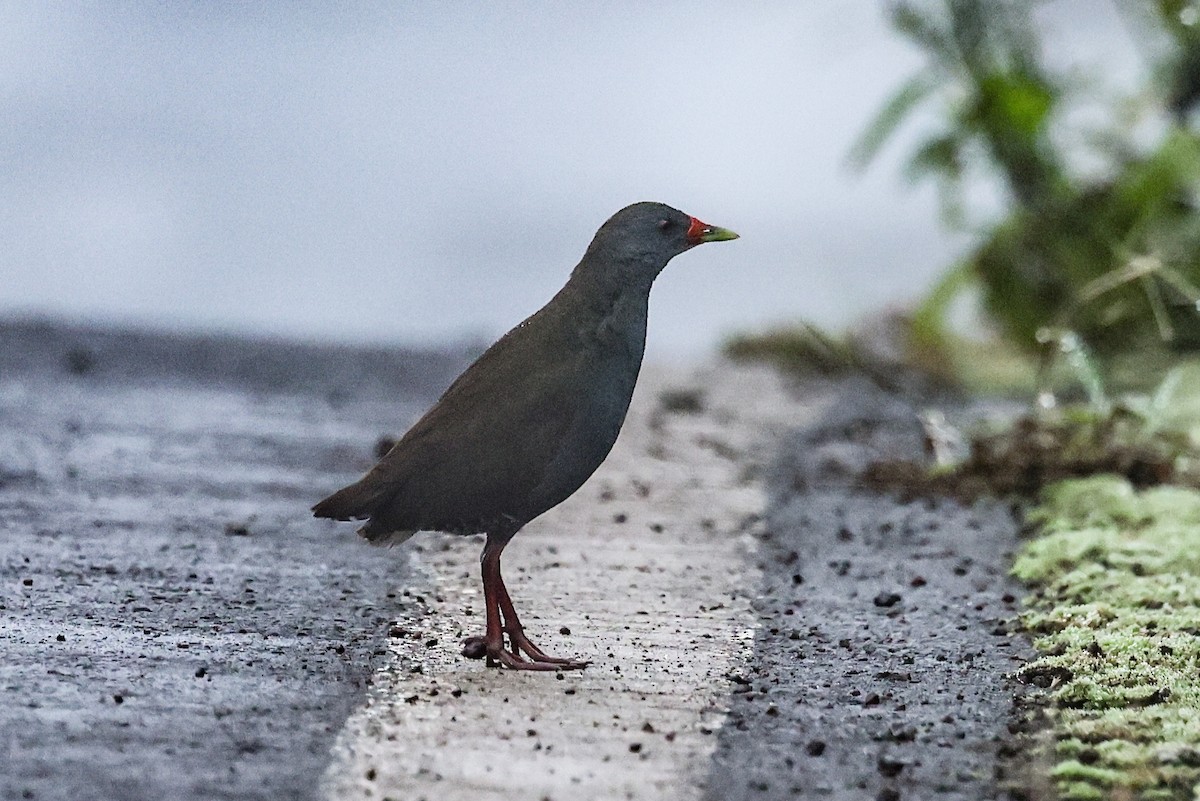 Paint-billed Crake - ML621590691