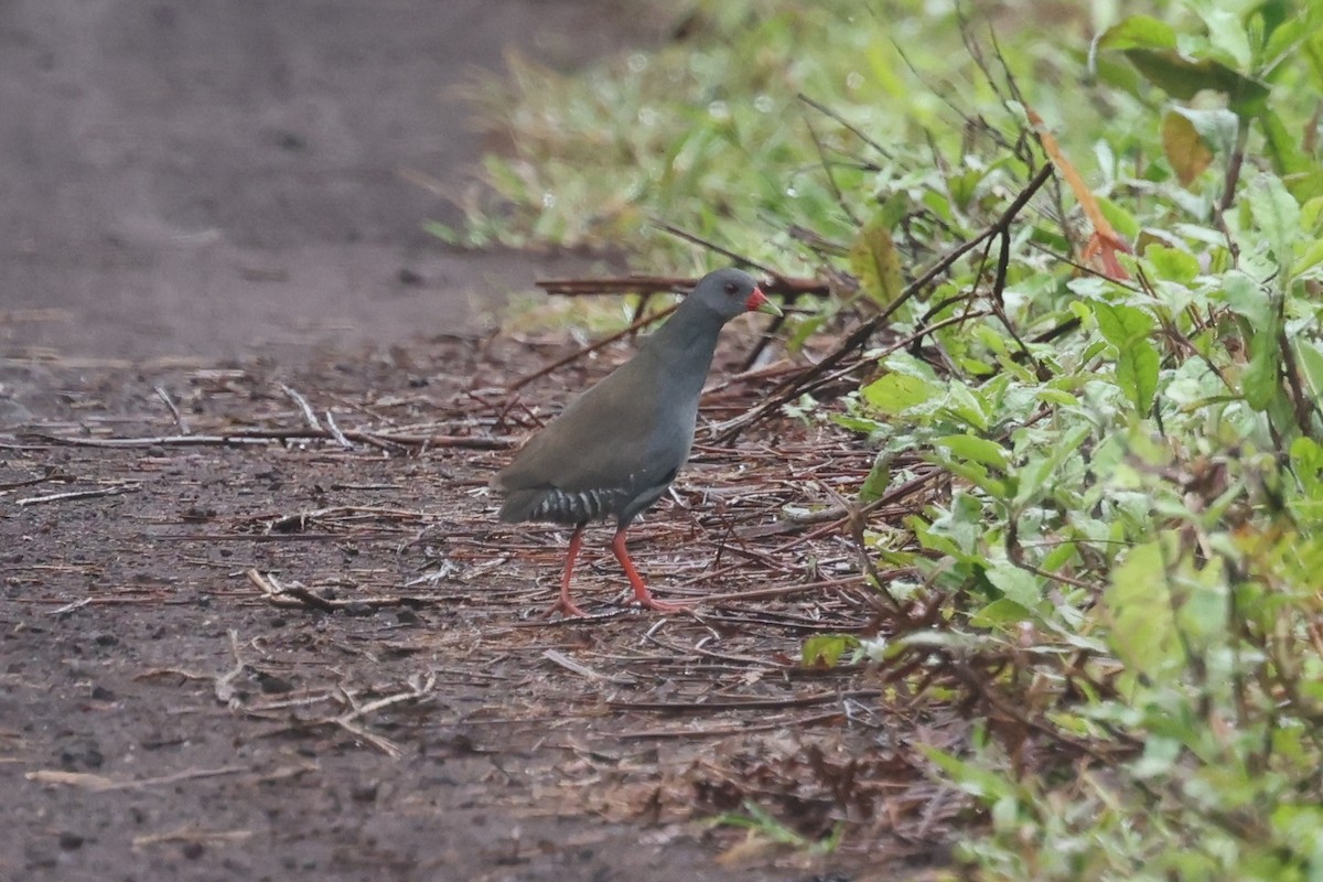 Paint-billed Crake - ML621590692