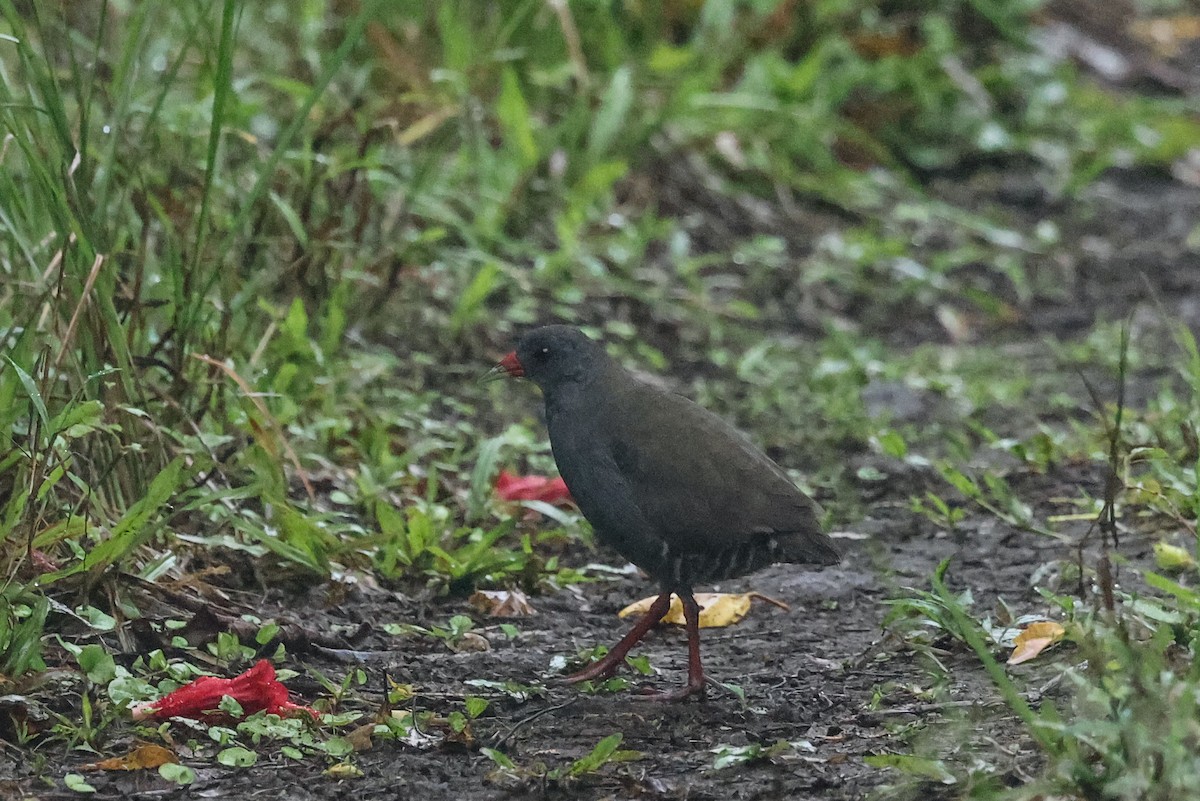 Paint-billed Crake - ML621590693