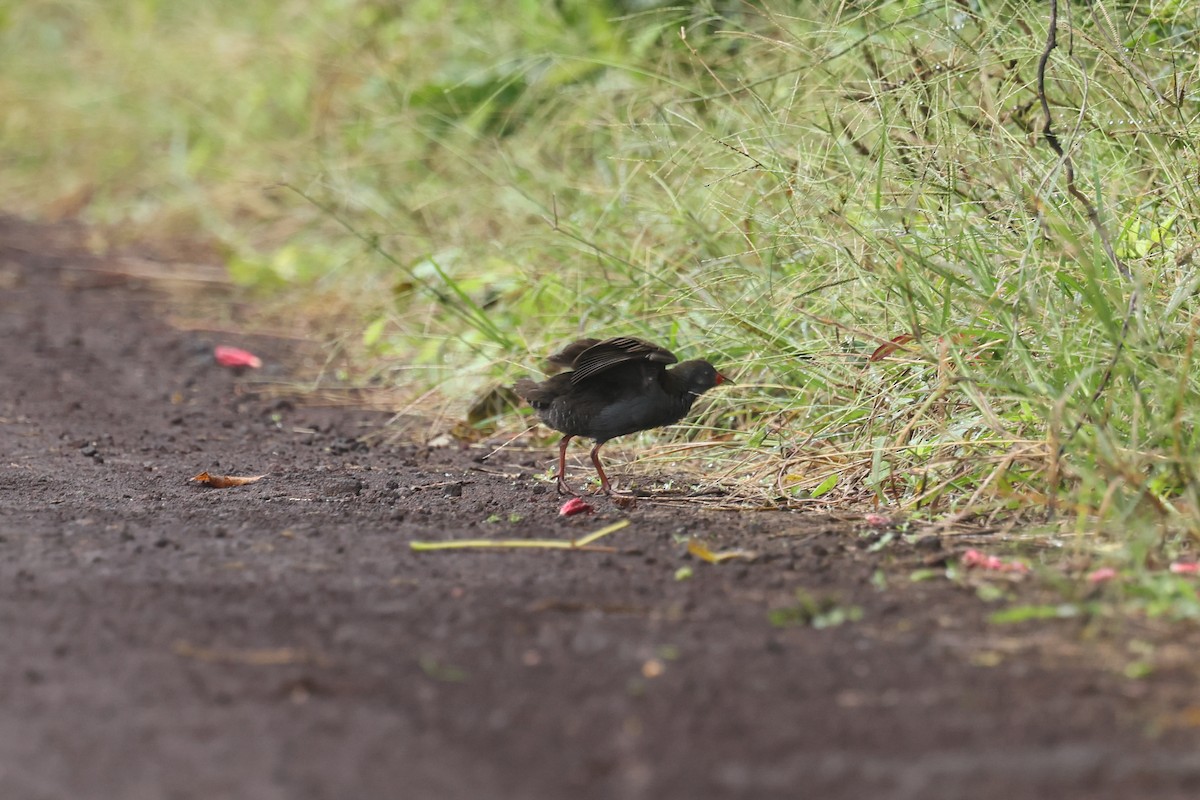 Paint-billed Crake - ML621590694