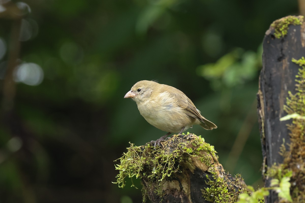 Woodpecker Finch - ML621590720