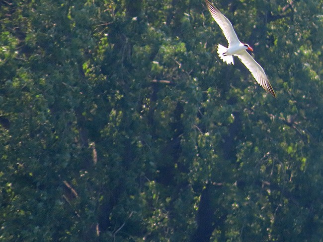 Caspian Tern - ML621590771