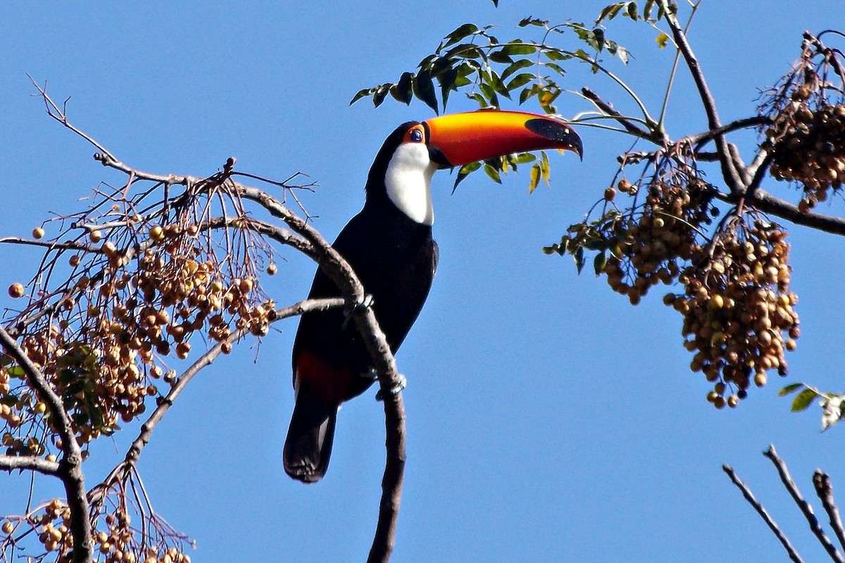 Toco Toucan - ML621590800