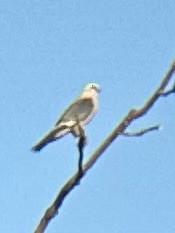 ミシシッピートビ - ML621590801