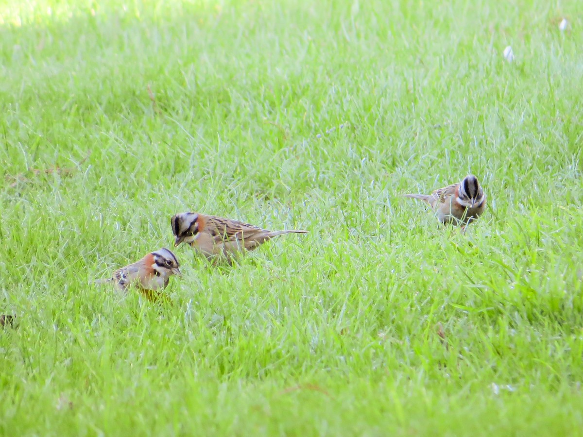 Rufous-collared Sparrow - ML621590872