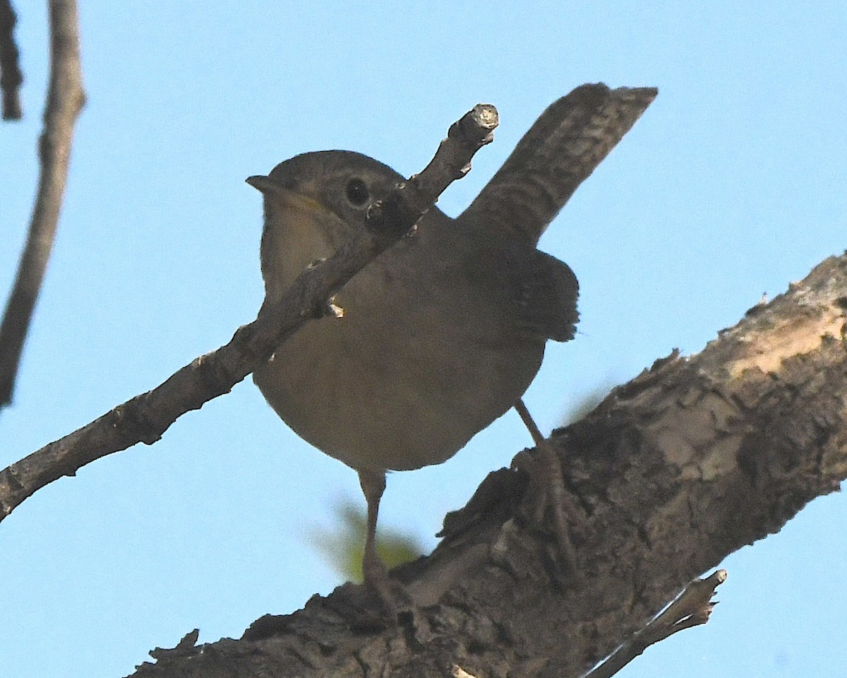 House Wren - ML621590873