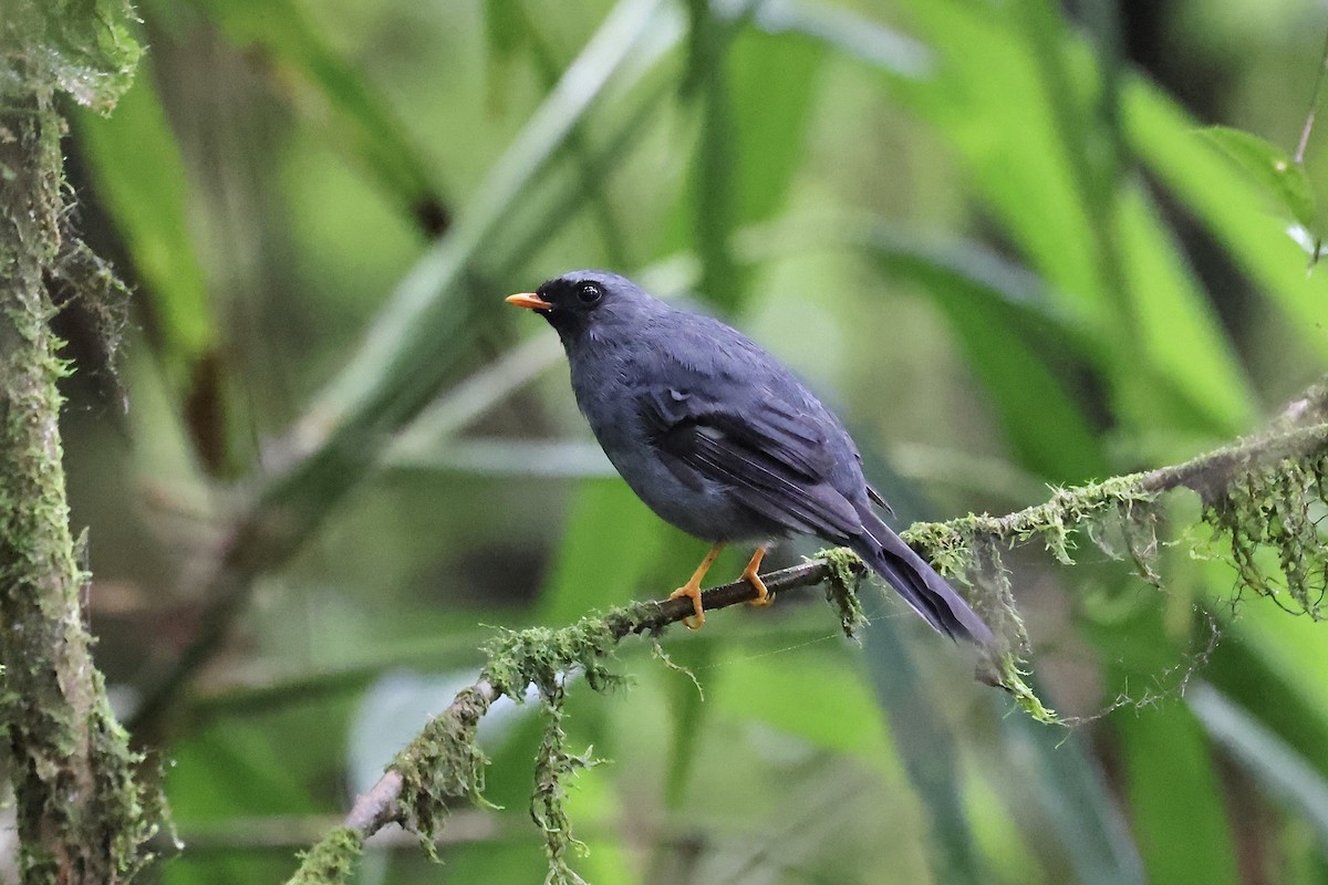Black-faced Solitaire - ML621590913