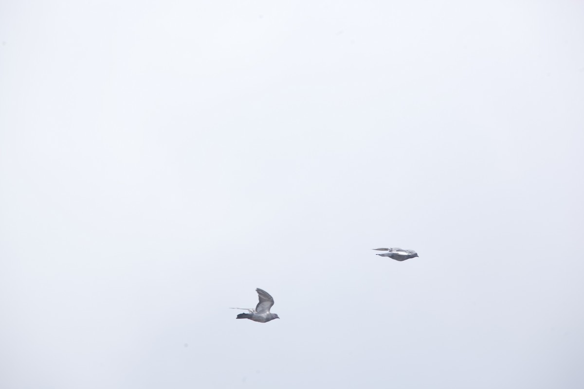 holub skalní (domácí) - ML621590918