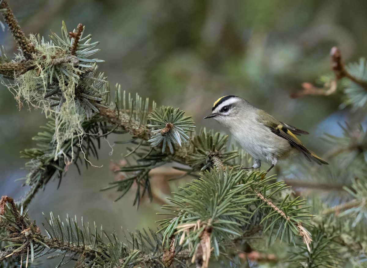 Golden-crowned Kinglet - ML621590974