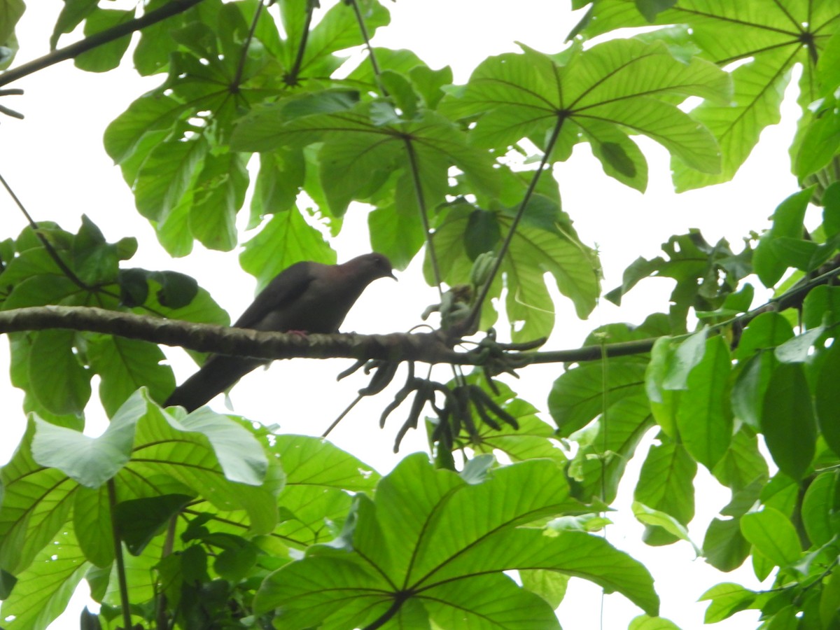 Short-billed Pigeon - ML621591060