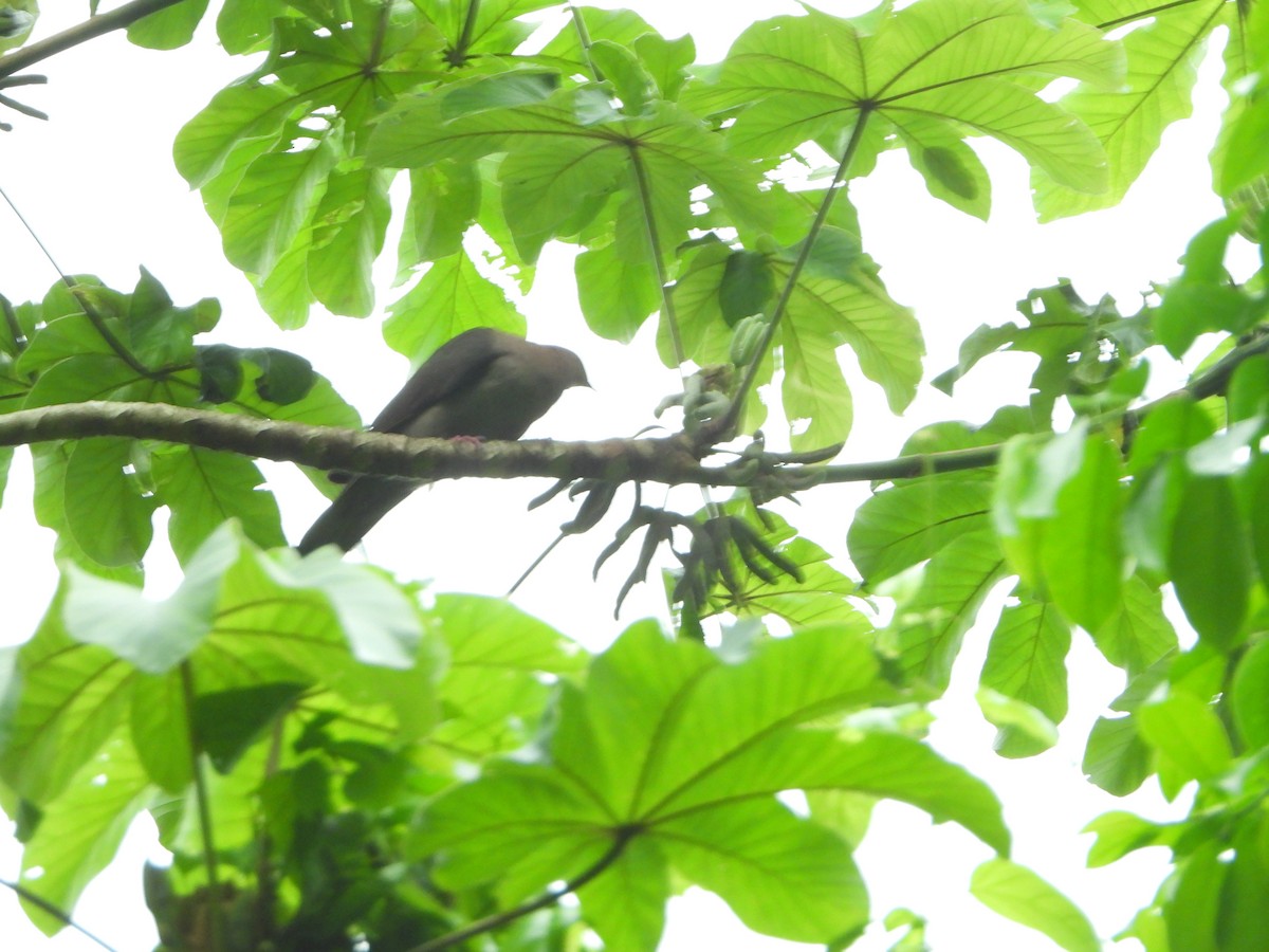 Short-billed Pigeon - ML621591061