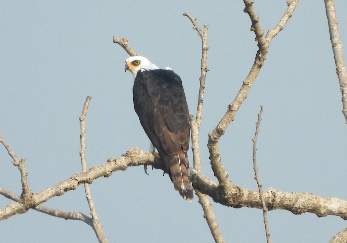 Black-and-white Hawk-Eagle - ML621591143