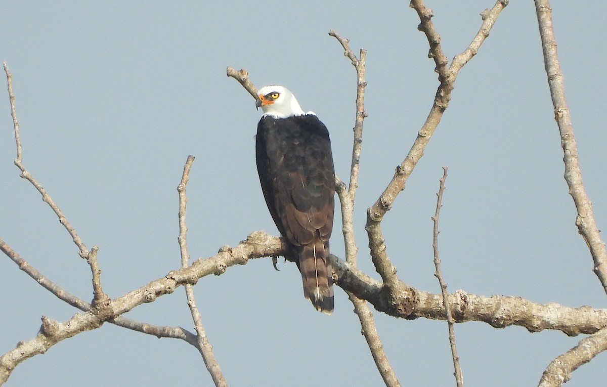 Black-and-white Hawk-Eagle - ML621591151