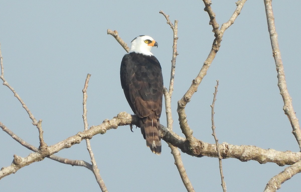 Black-and-white Hawk-Eagle - ML621591152