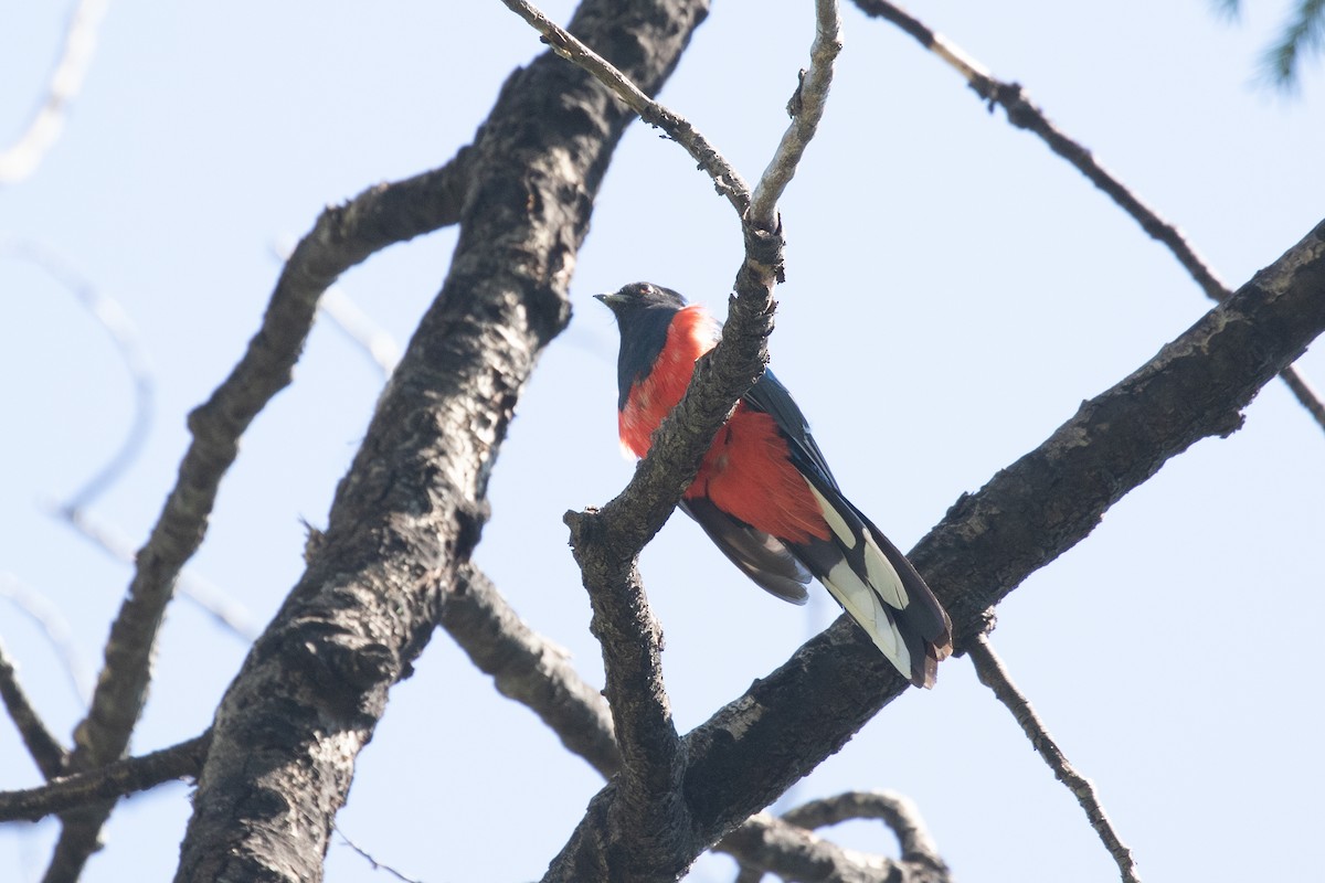 Eared Quetzal - ML621591156