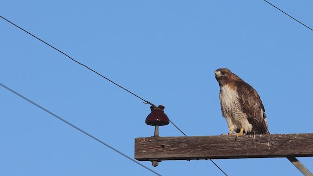 Red-tailed Hawk - ML621591174