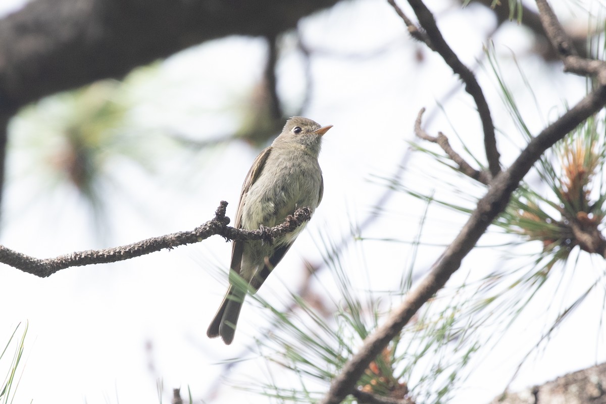 Pine Flycatcher - ML621591189